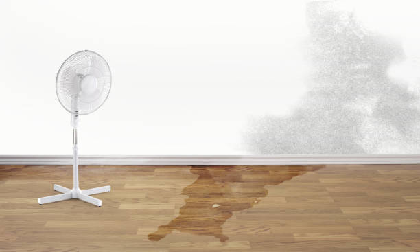 Best Water damage cleanup near me  in Edgewood, WA